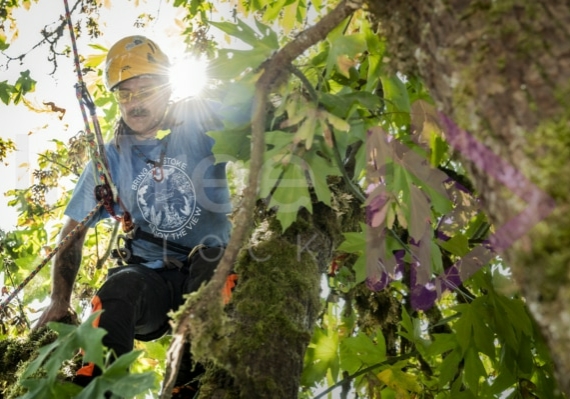 The PNW ISA, BC Tree climbing competiton