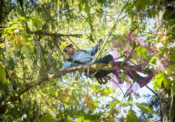 The PNW ISA, BC Tree climbing competiton