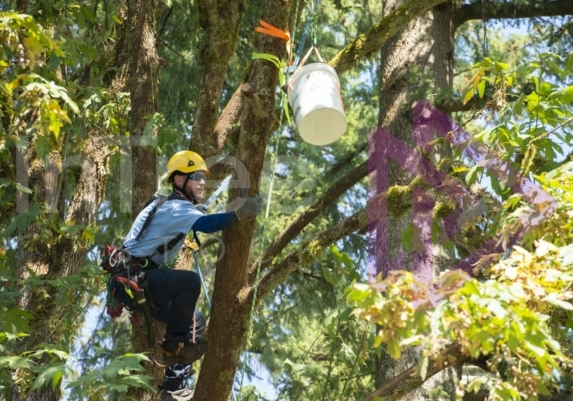 The PNW ISA, BC Tree climbing competiton