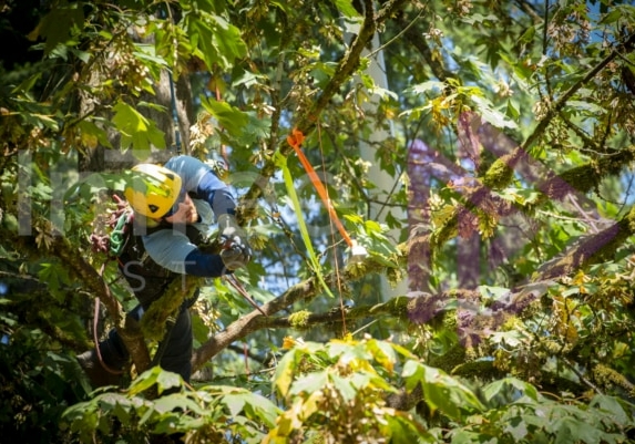 The PNW ISA, BC Tree climbing competiton