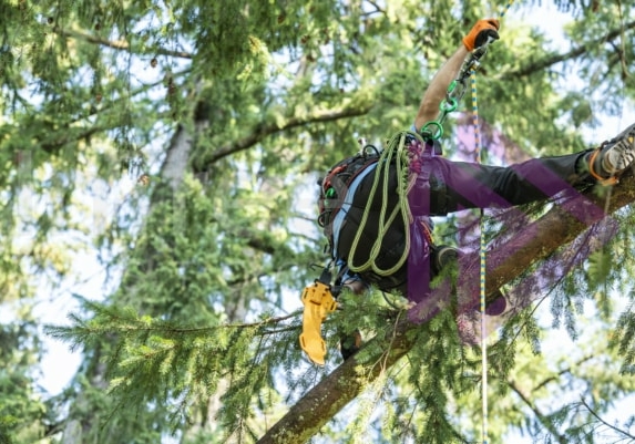 The PNW ISA, BC Tree climbing competiton