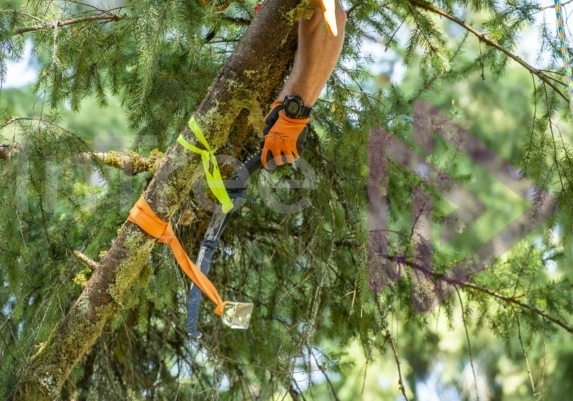 The PNW ISA, BC Tree climbing competiton