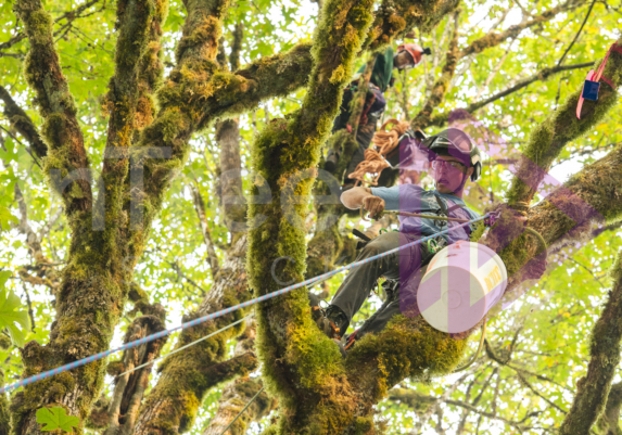 The PNW ISA, BC Tree climbing competiton Masters event