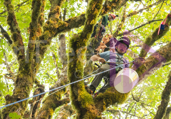 The PNW ISA, BC Tree climbing competiton Masters event