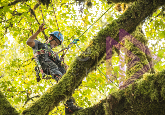 The PNW ISA, BC Tree climbing competiton Masters event