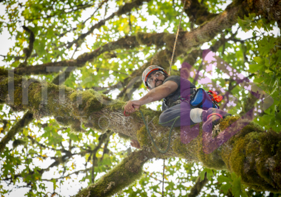 The PNW ISA, BC Tree climbing competiton Masters event