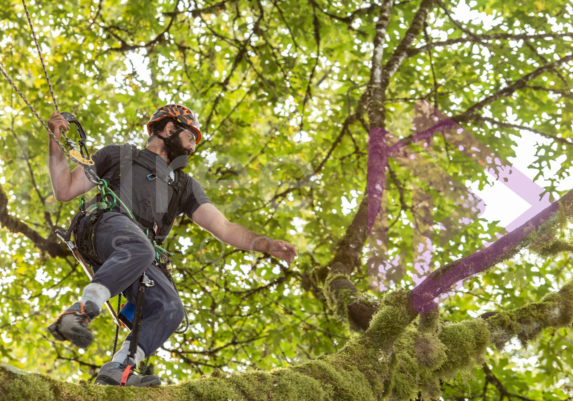 The PNW ISA, BC Tree climbing competiton Masters event