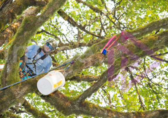 The PNW ISA, BC Tree climbing competiton Masters event