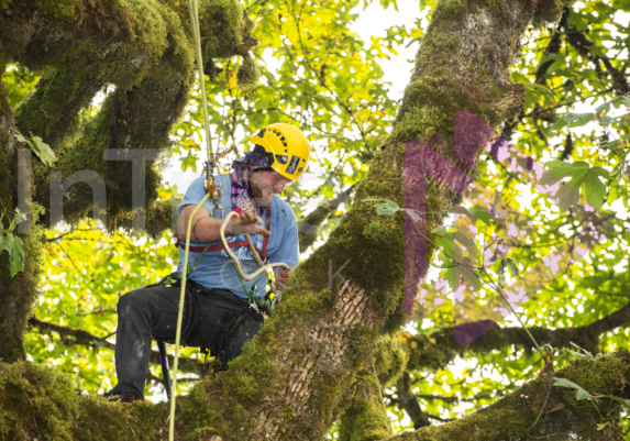 The PNW ISA, BC Tree climbing competiton Masters event