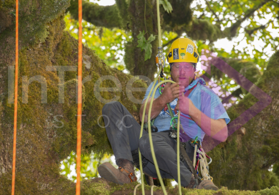 The PNW ISA, BC Tree climbing competiton Masters event