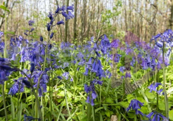 Bluebells in UK woodland coppice