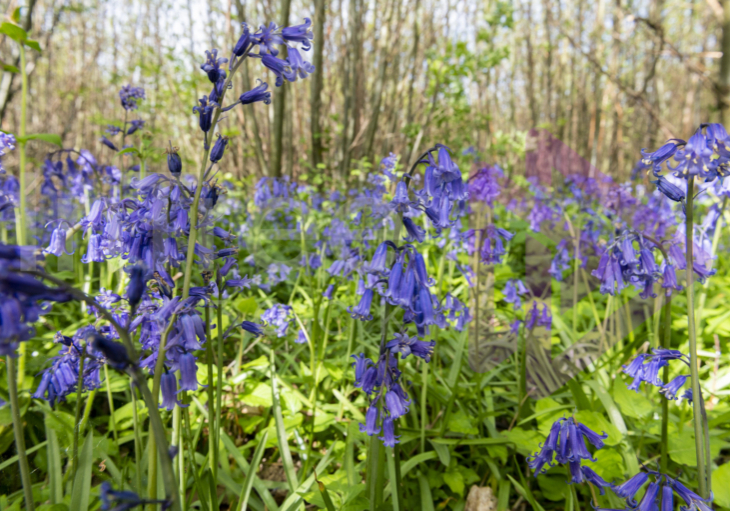 Bluebell woodland Bluebells in UK woodland coppice