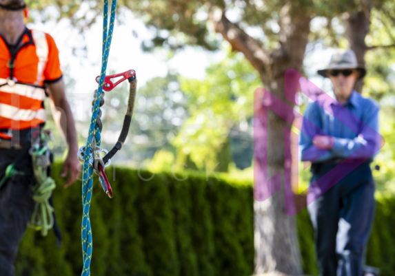 Blurred photo of arborist and resident with SRS climbing system