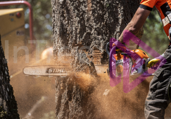 Chainsaw cutting through tree Chainsaw cutting through tree