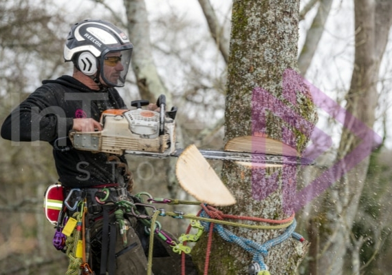 Climbing arborist making face cut with rear handle chainsaw