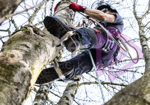 Climbing arborist on spurs in Winter broadleaf tree