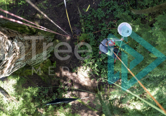 Looking down climbing line to arborist with a net collecting canopy samples