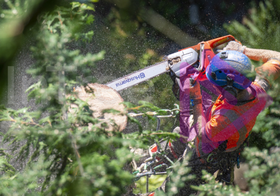 Looking down at man in tree with chainsaw making a cut on a tree removal