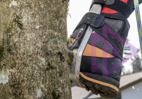 Climbing gaffs stuck in bark