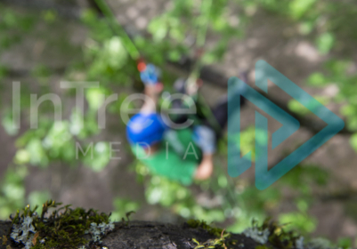 Vertical image of an oak tree branch with climbing arborist on a two rope working set-up