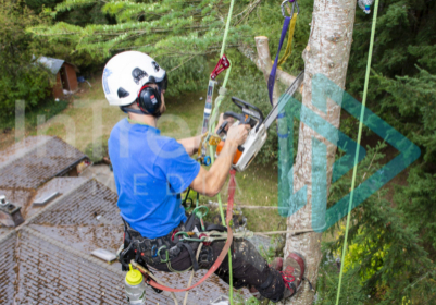Vertical image of a Climbing Arborist cutting multiple branches onto a controlled speed line