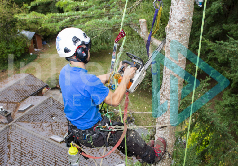 Vertical image of a Climbing Arborist cutting multiple branches onto a controlled speed line