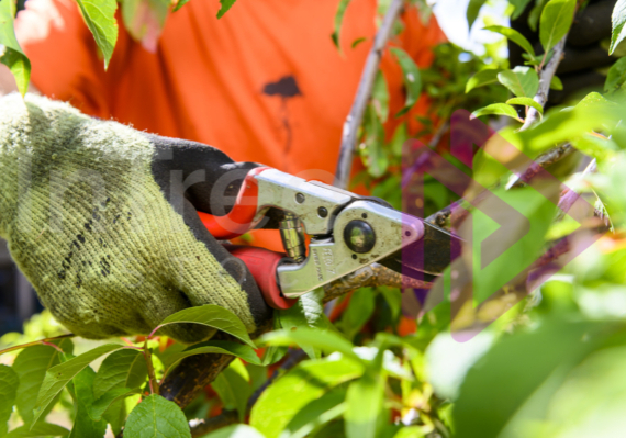 Close up of felcos pruning fruit tree