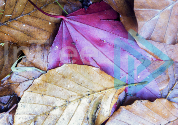 Autumnal leaves laying on the ground with a damp morning sheen