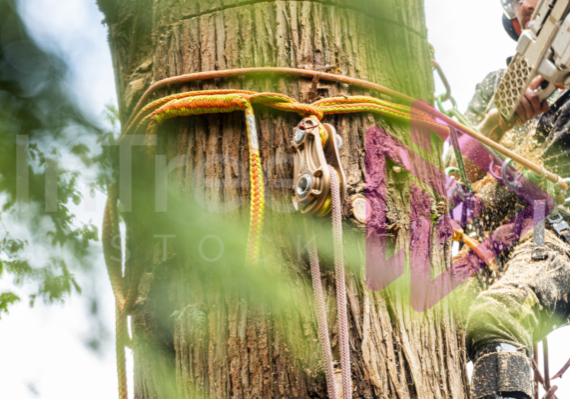 Face-cut-on-large-cedar-tree-removal-negative-rigging Man with a chainsaw in a tree making a felling cut with rigging gear