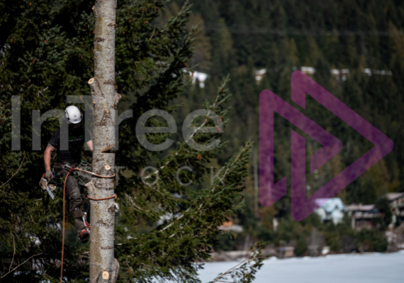 Felling cut to remove logwood on spar pole Felling cut to remove logwood on spar pole