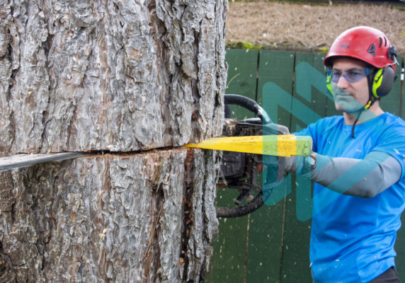 Arborist making back cut using a felling wedge