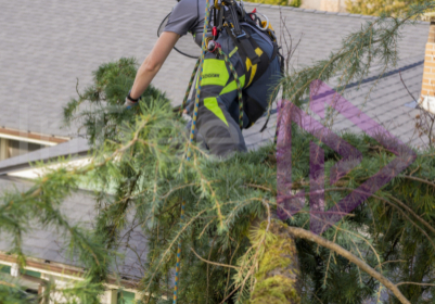 Female arborist climbing out on a tree limb Female arborist climbing out on a tree limb