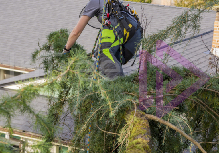 Female arborist climbing out on a tree limb Female arborist climbing out on a tree limb