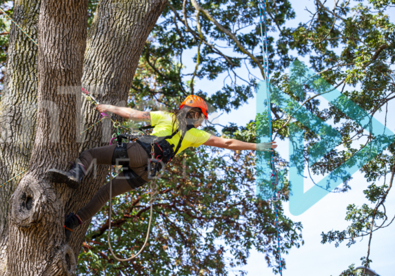 Female climber in a tree reaching for rope