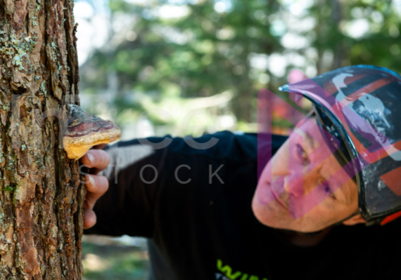 Fungi identification on hemlock tree