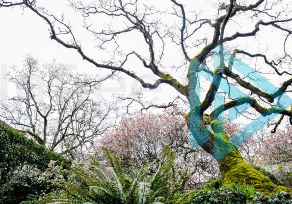 Garry oak tree with a spreading canopy in Early Spring