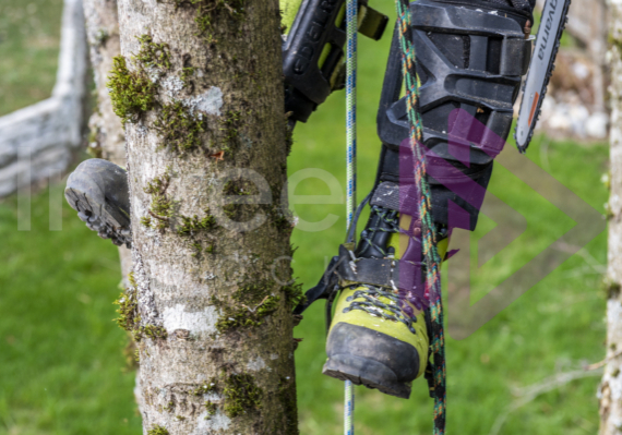 Green chainsaw boots with climbing gaffs stuck in tree Green chainsaw boots with climbing gaffs stuck in tree