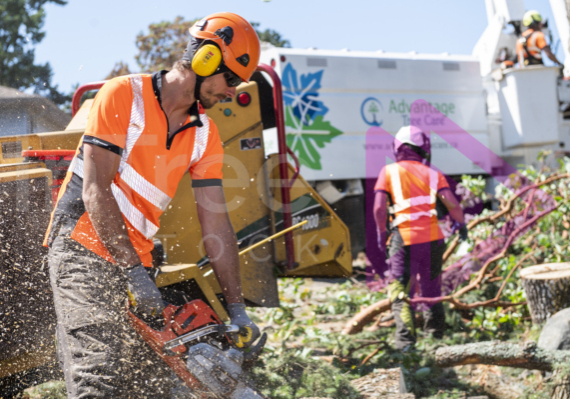 Busy tree job site with man in foreground using chainsaw, lady chipping and man in bucket truck