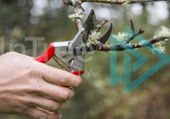 Arborist hand using Felco to prune fruit tree