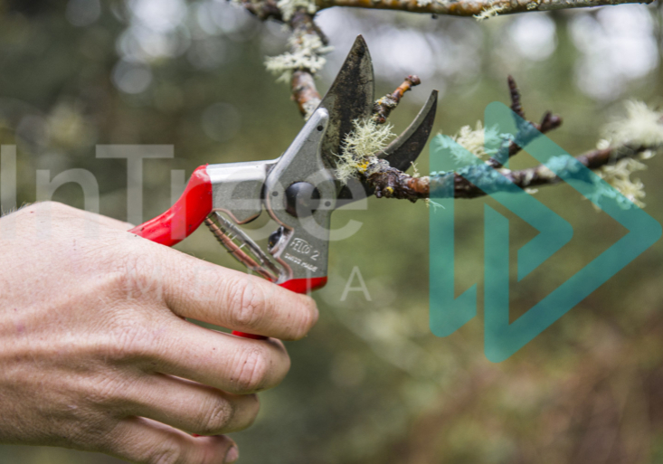 Arborist hand using Felco to prune fruit tree