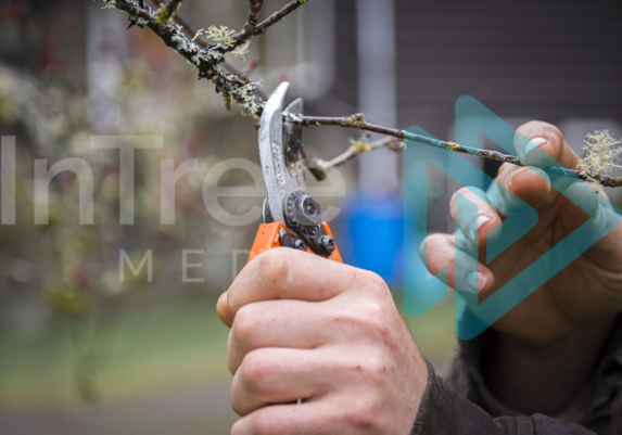 Fruit tree pruning with hand pruners