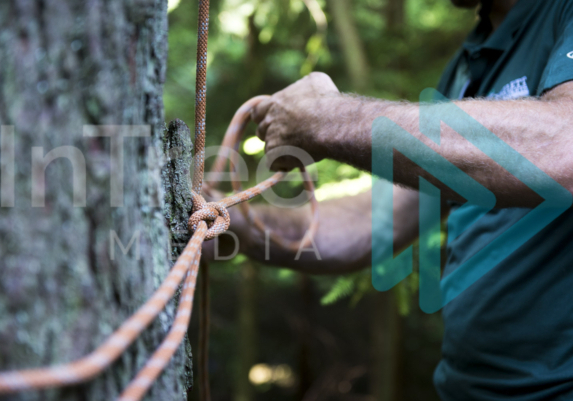 Arborist tying off base anchor at the base of a douglas fir