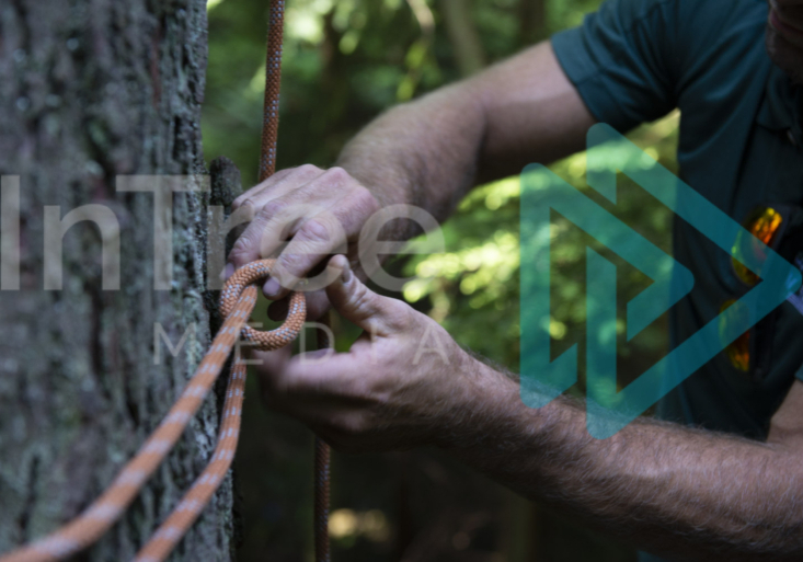 Arborist tying a running bow line as a base anchor