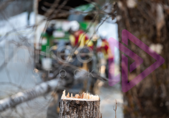 Hinge cut with arborist in blurred background