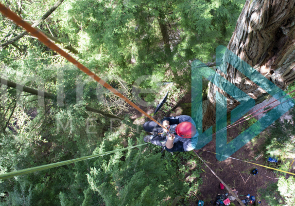 Climbing Arborist ascending on an with many ropes hanging from tree