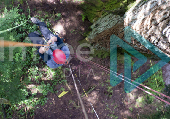Climbing Arborist ascending on an access line into the canopy of an old growth tree