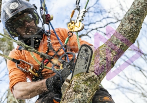 Male Arborist with two rope systems using a top handle chainsaw cutting an oak brach