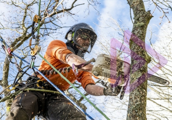 Male Arborist with top handle chainsaw spray sawdust