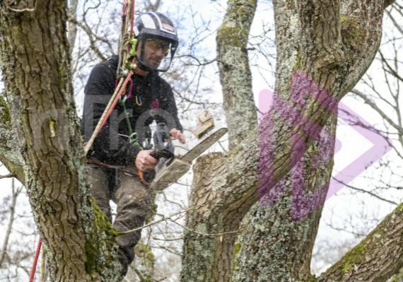 Male Arborist with top handle chainsaw spray sawdust in oak tree Male Arborist with top handle chainsaw spray sawdust in oak tree