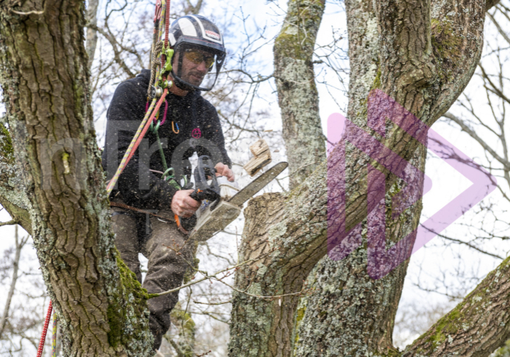 Male Arborist with top handle chainsaw spray sawdust in oak tree Male Arborist with top handle chainsaw spray sawdust in oak tree